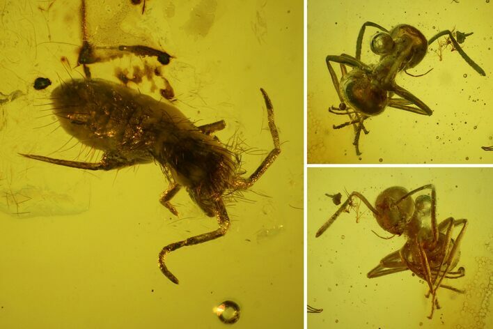 Detailed Fossil Ant and Large Springtail in Baltic Amber #159769